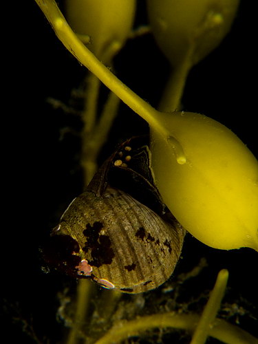 Littorina littorea